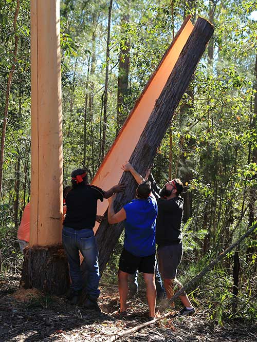 Lowering the cut sheet off the first tree. Photo: David Payne.