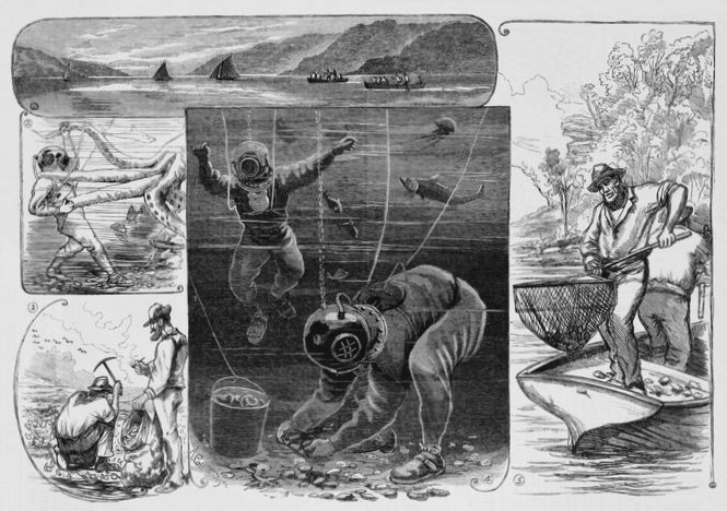 Black and white sketches from Australian Town and Country Journal, 1883