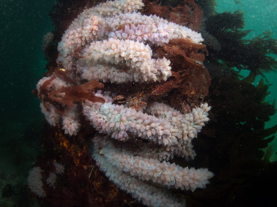 Photograph showing seaweed