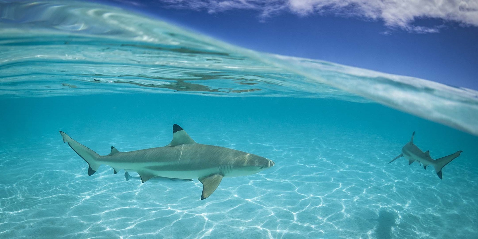 Black tip reef shark. Image: Global_Pics/iStock.
