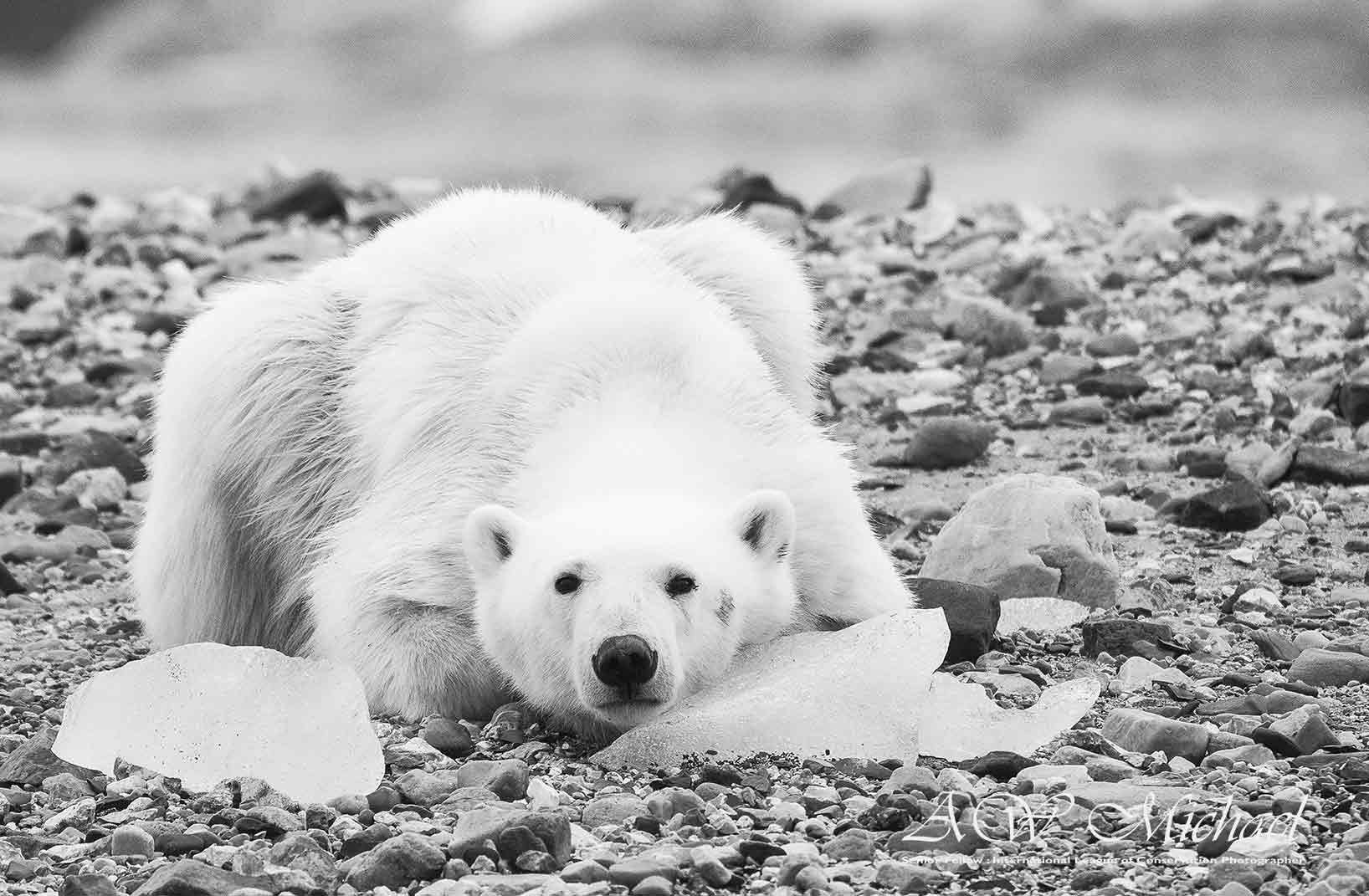 Polar bear. Image: Michael Aw (via Facebook).