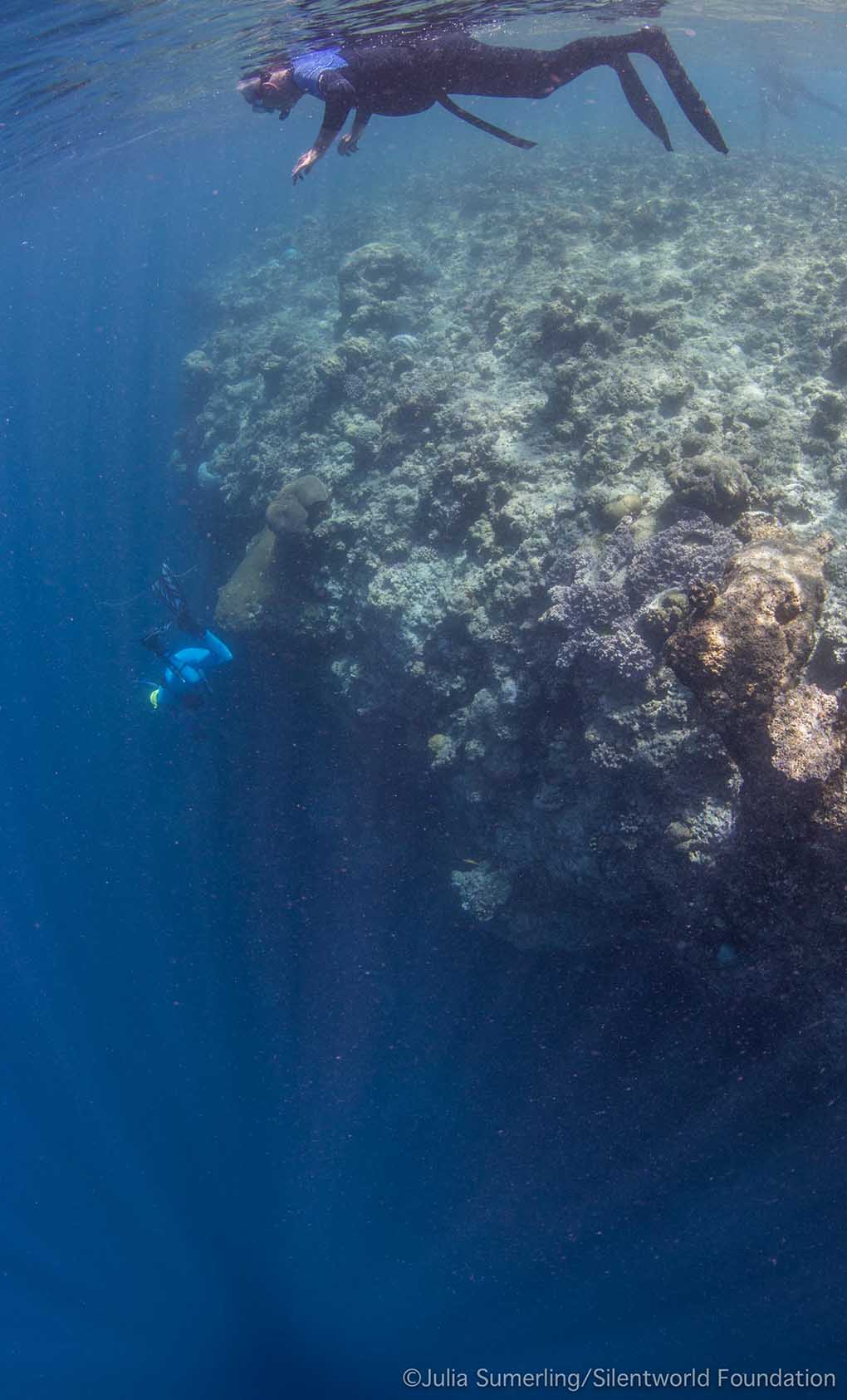 The seafloor at Boot Reef rises rapidly from over 1,000 metres to approximately one metre depth. In some places—such as this wall along the western side of the ‘isthmus’—the reef literally drops away vertically into the abyss. Image: Julia Sumerling/Silentworld Foundation.