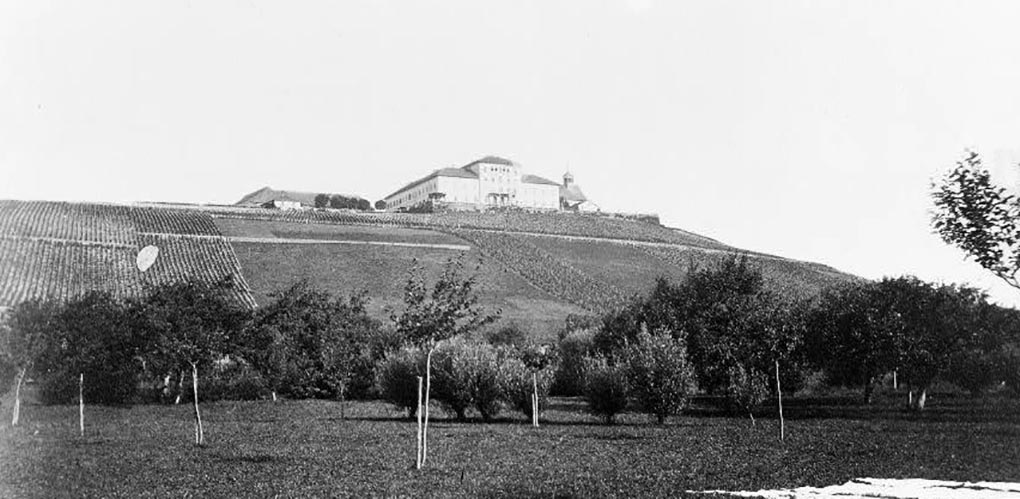 Johannisberger vineyard in the Rheingau, 1850–1880. Courtesy Library of Congress LOT 7738.