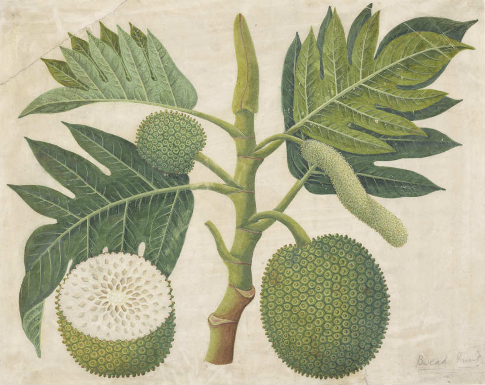 Breadfruit (Artocarpus incisa), Rex Nan Kivell Collection, National Library of Australia, nla.obj-135498865