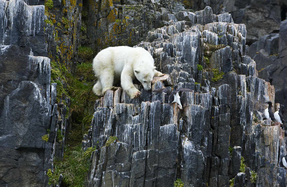 High on a nesting cliff, a young polar bear hunts birds, Svalbard. Image Michael Aw
