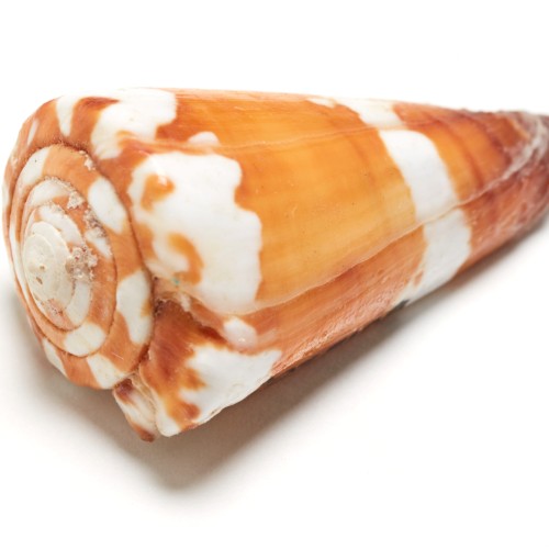 General cone shell