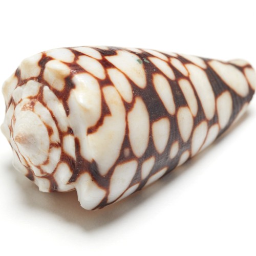 Marble cone shell