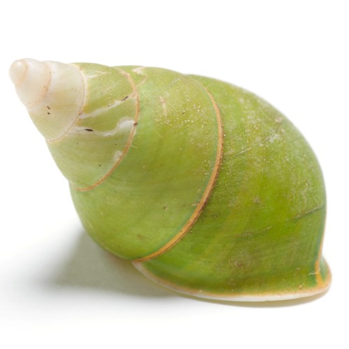 Papustyla pulcherrima shell