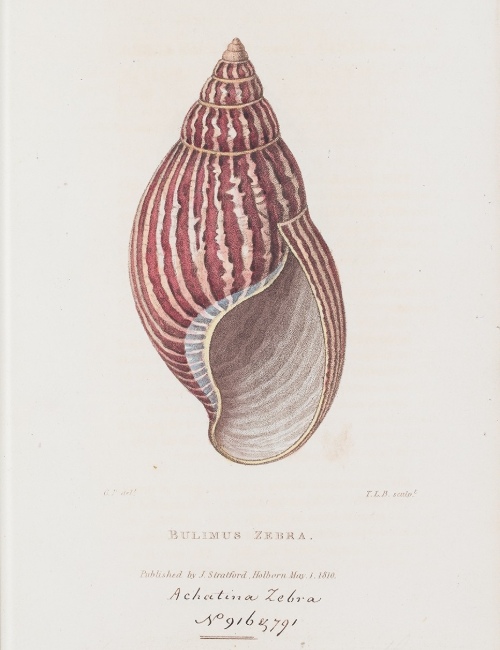 Plate 1 from A catalogue of the rare and valuable shells which formed the celebrated collection of the late Mrs Bligh