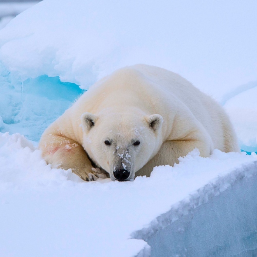 Polar bear on pack ice at Svalbard. Andreas Jaschek
