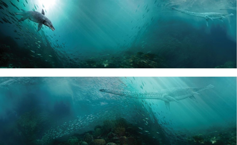 Sea Monsters exhibition graphics: wallpaper sample [Hawke Graphics]