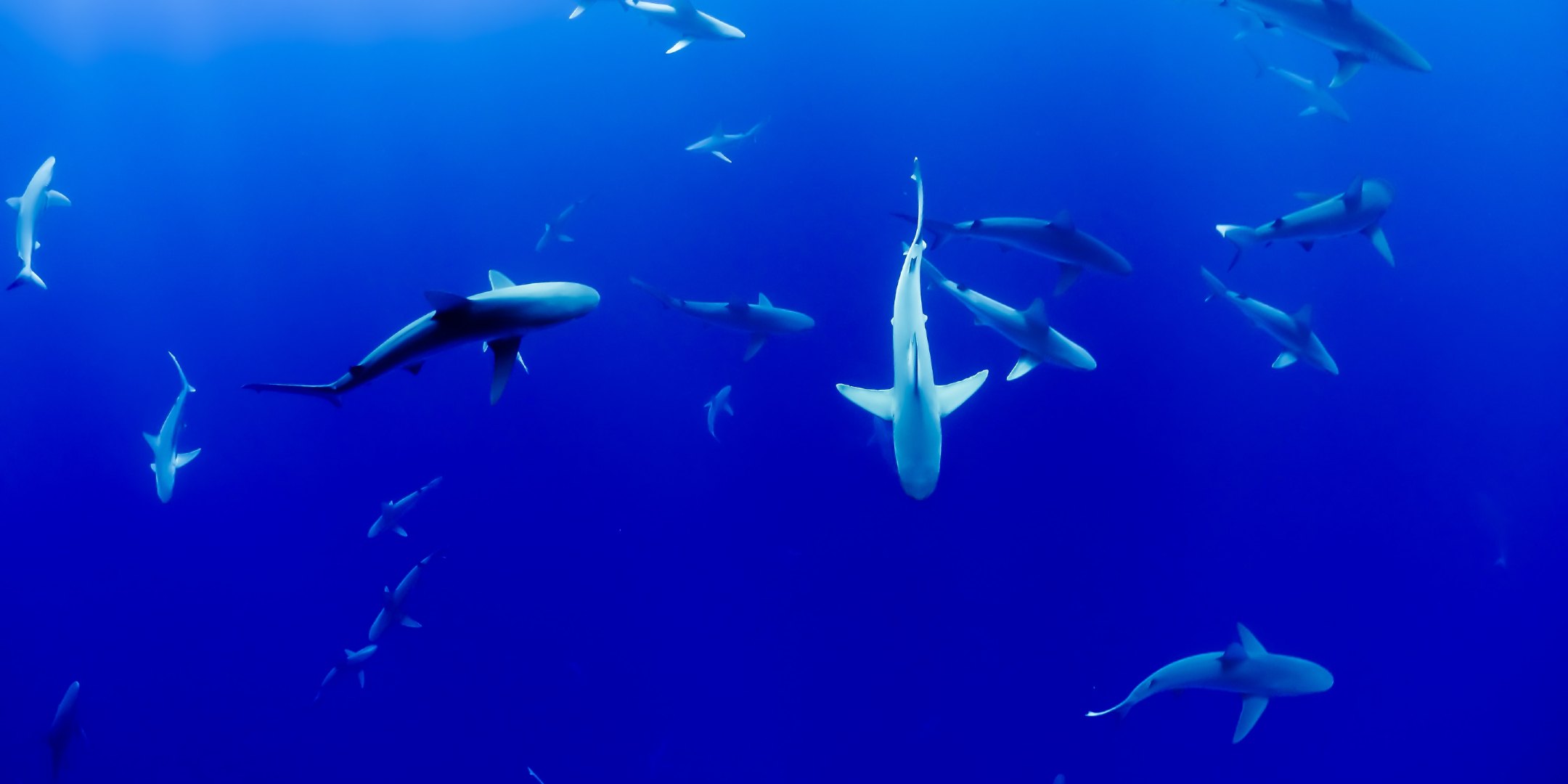 Photograph showing a number of sharks in the ocean