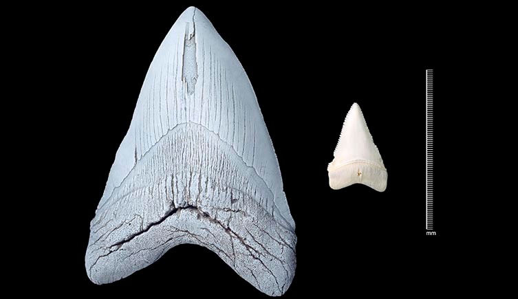 A megalodon tooth next to a tooth of a great white shark
