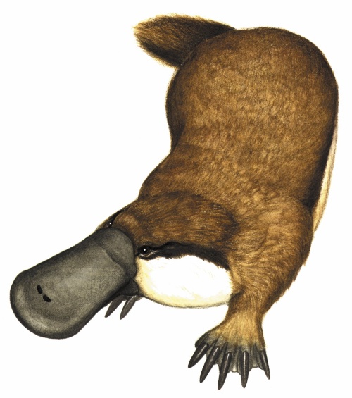 Drawing of the ancient Riversleigh platypus Obdurodon