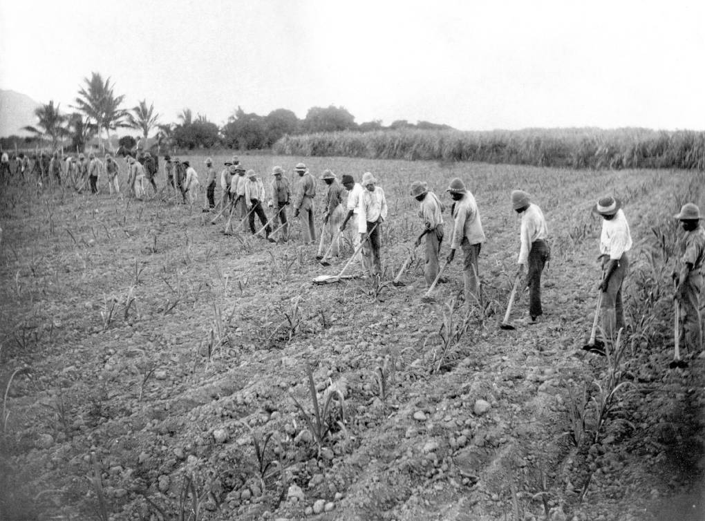 South Sea Islanders hoeing a cane field in the Herbert River regions, Queensland, 1902. Many thousands of such enslaved people died from common diseases during the first months after arrival. Image courtesy State Library of Queensland