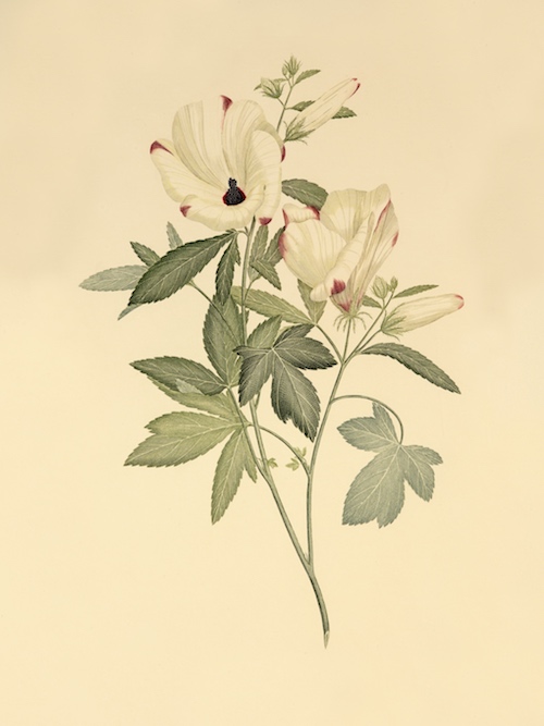 Hibiscus meraukensis, Plate 23, Banks' Florilegium. ANMM Collection 00032545. Reproduced courtesy of Natural History Museum, London and licensed for use by the museum