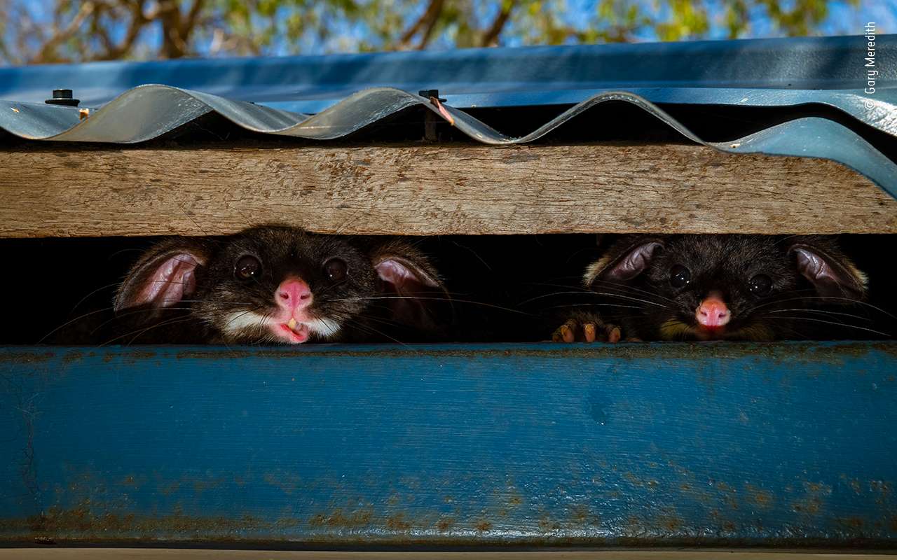 Peeking Possums by Gary Meredith, Wildlife Photographer of the Year 2020