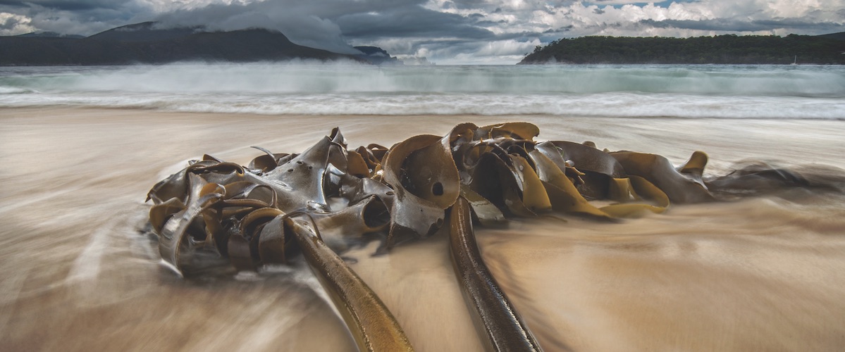 Bull kelp washed up onto the shore of King Island. Image Justin Gilligan