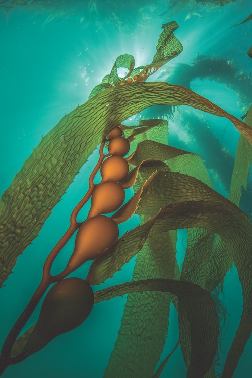 Giant kelp can reach towards the water surface from depths up to 30 metres, drawn upwards by teardrop-shaped gas bladders. Image Justin Gilligan