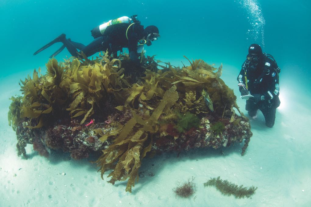 Divers from the University of Tasmania study the flow-on effects of transplanting common kelp onto artificial patch reefs near Maria Island. Image Justin Gilligan