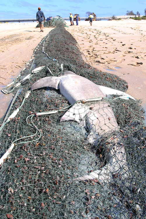 Hammerhead shark in a six-tonne gill net. Image: Jane Dermer, courtesy of Ghostnets Australia.