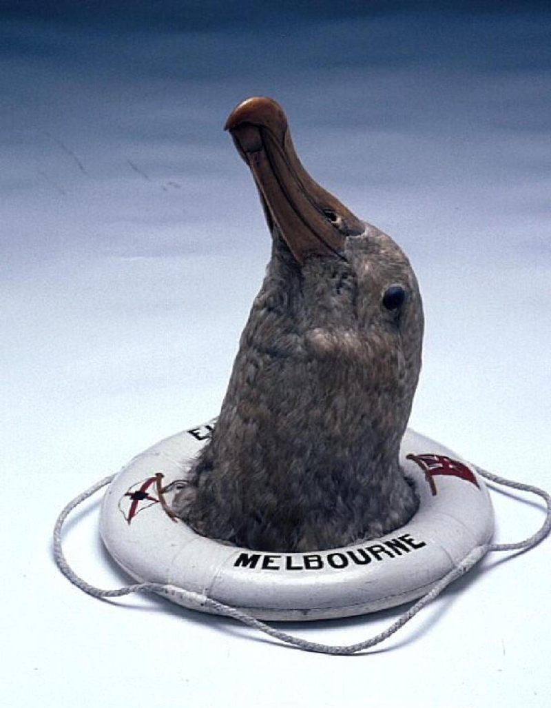 Stuffed albatross head mounted in a miniature ship's lifebuoy of the ship EURYALUS. ANMM Collection 00029929
