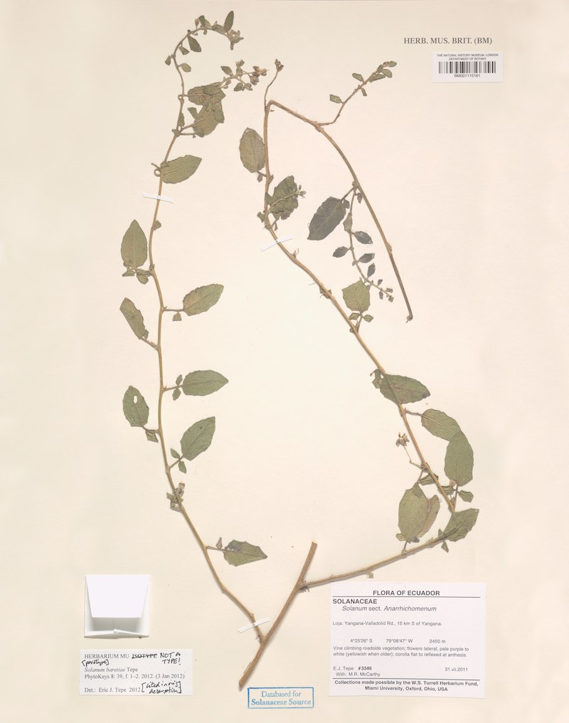 Solanum baretiae Tepe. Image courtesy Natural History Museum, London. Collection number BM001115161