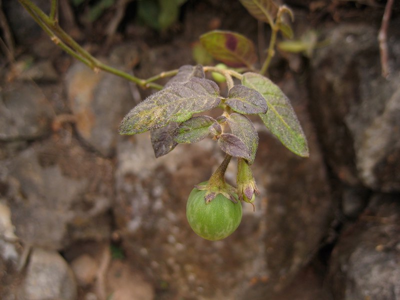 Solanum baretiae, a species of nightshade named by Eric Tepe in 2012 in recognition of Jeanne Baret. Image courtesy Eric Tepe from the University of British Columbia
