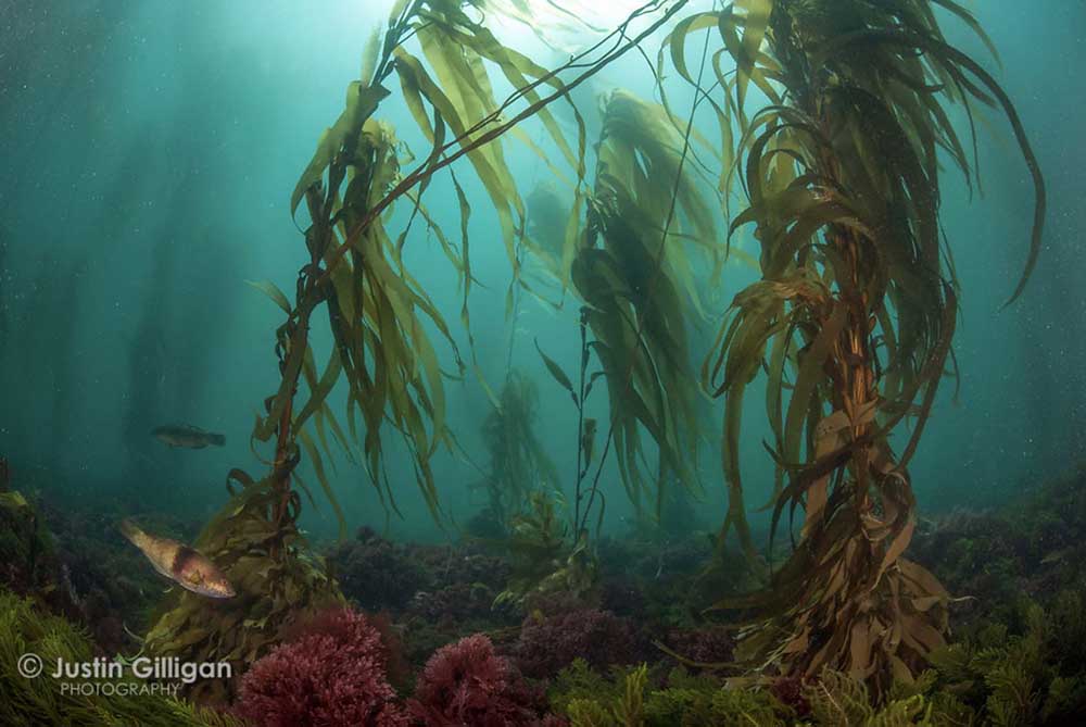 Giant kelp forest photographed in the Southern Ocean off the Acteone Islands, Tasmania, Australia © Justin Gilligan