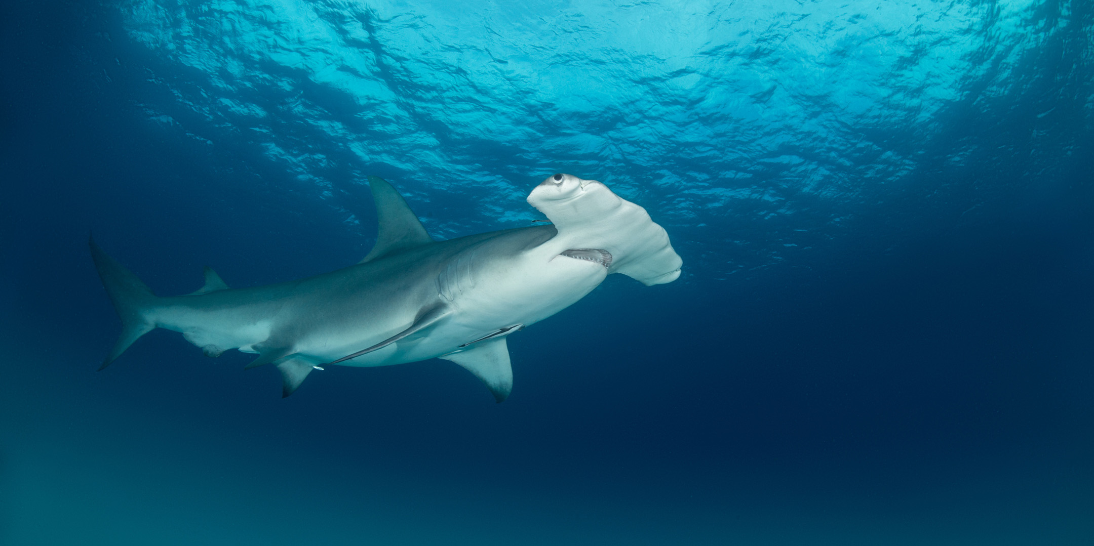 A hammerhead shark. Image: EXTREME-PHOTOGRAPHER via istock. 