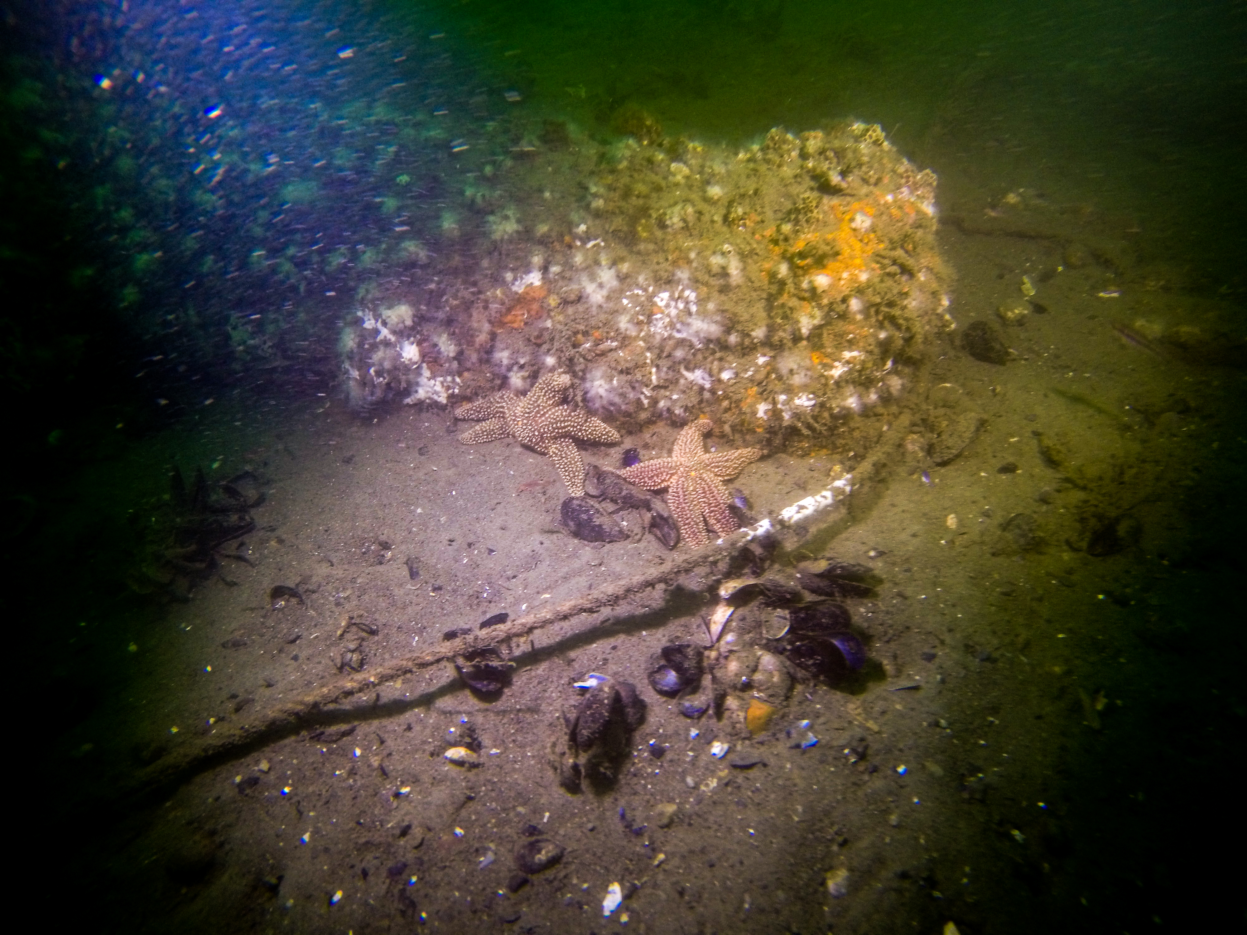 A photograph of the RI 2394 wreck covered in barnacles with starfish swimming nearby