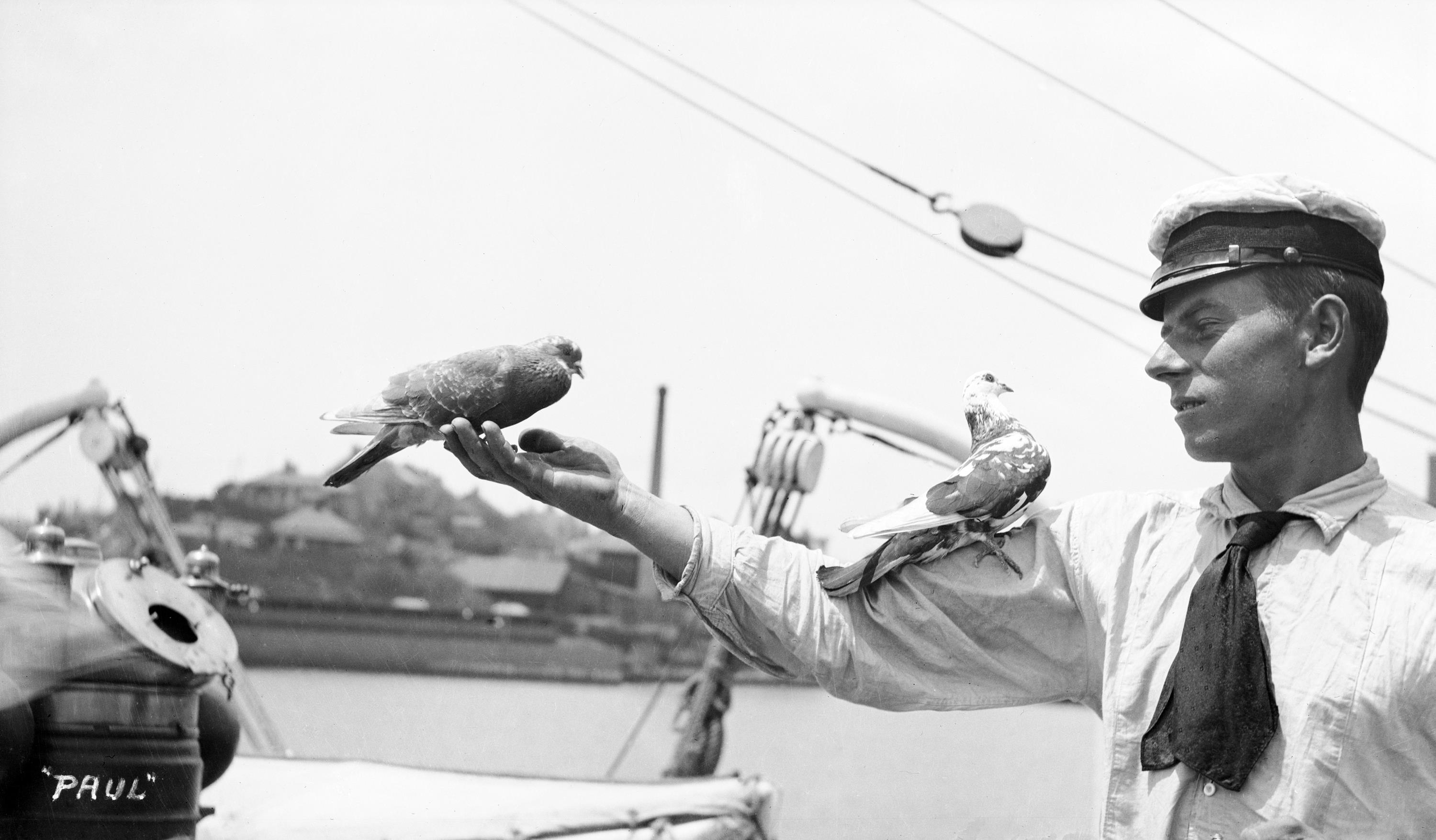 A merchant mariner officer with two pigeons used for communications sitting on his arm