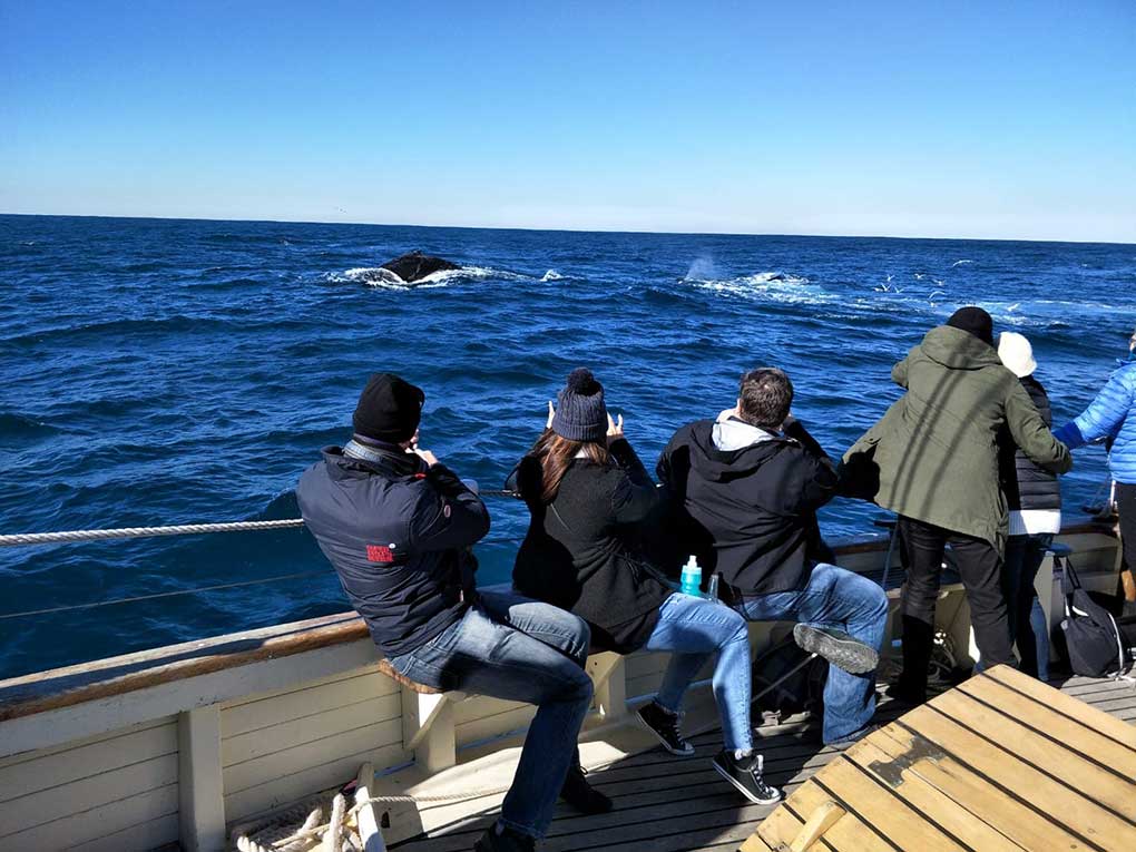 Whale watching from ship