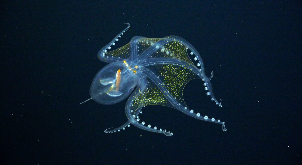 Glass Octopus. Image courtesy of Schmidt Ocean Institute