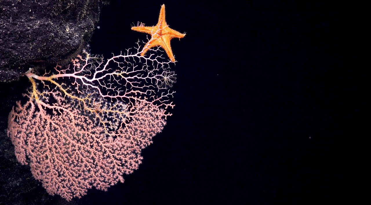 Precious coral grazed seastar. Image courtesy of Schmidt Ocean Institute
