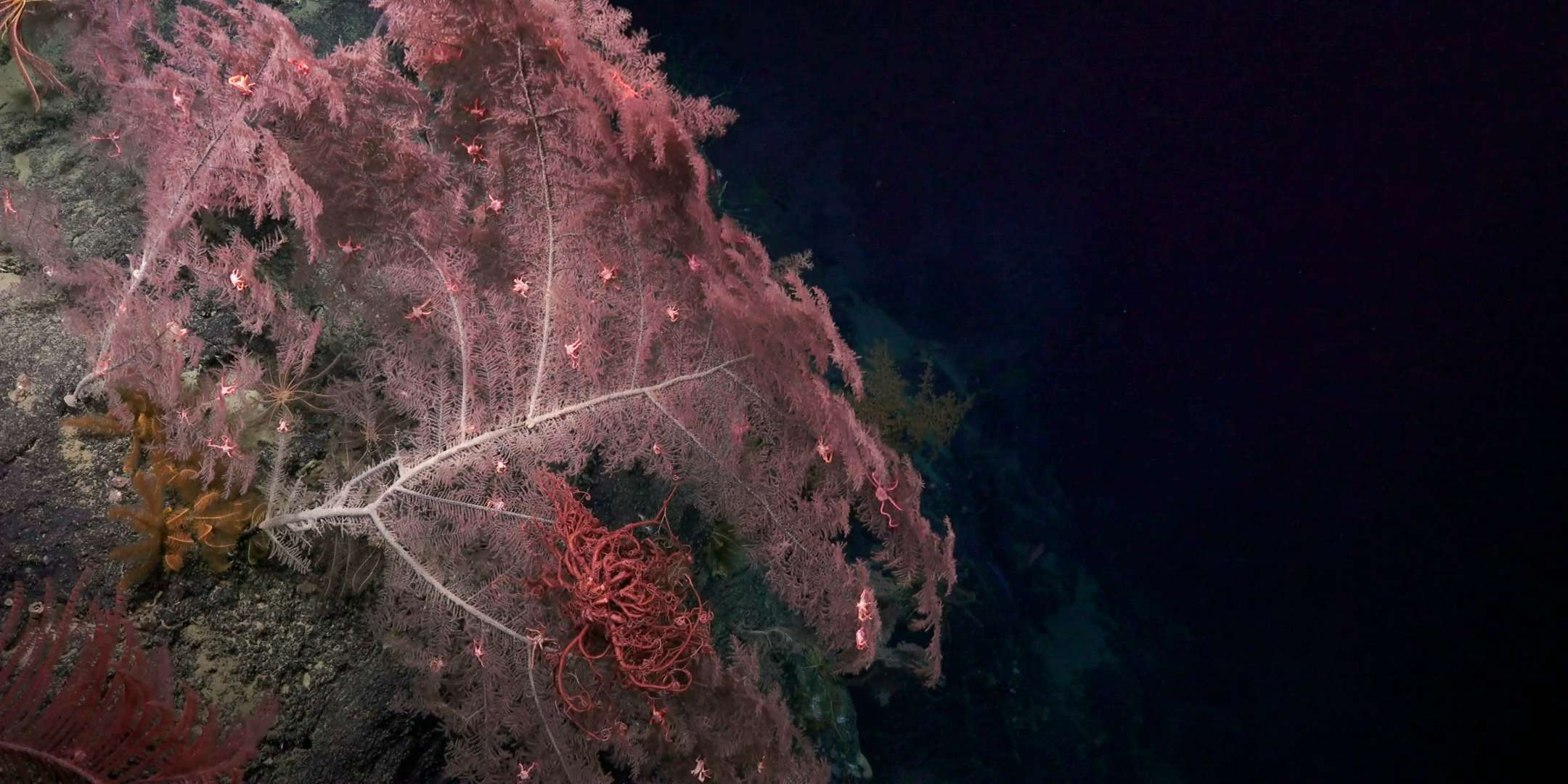 Large coral with associates. Image courtesy Schmidt Ocean Institute