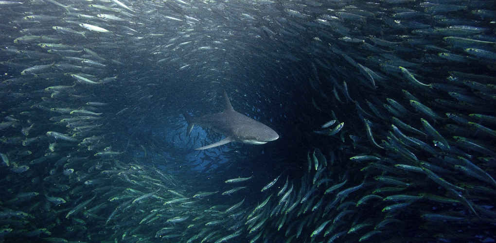 Shark in fish tunnel. Photograph: Michael Aw