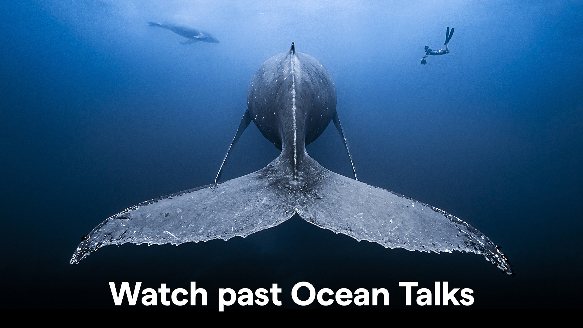Past Ocean Talks