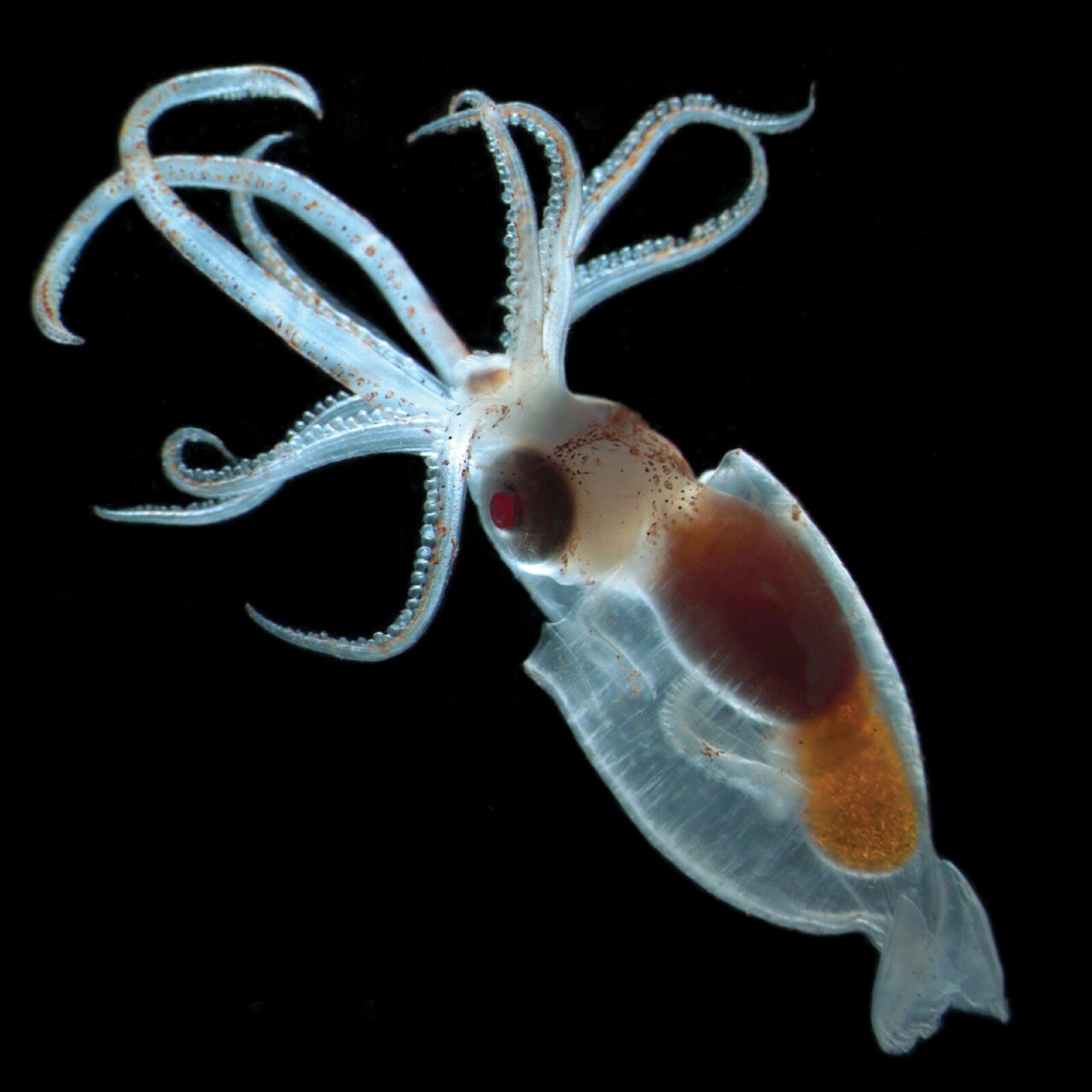 This cranchid squid larva is only 10 mm long, but adults can grow up to 2 metres. Image courtesy Russ Hopcroft