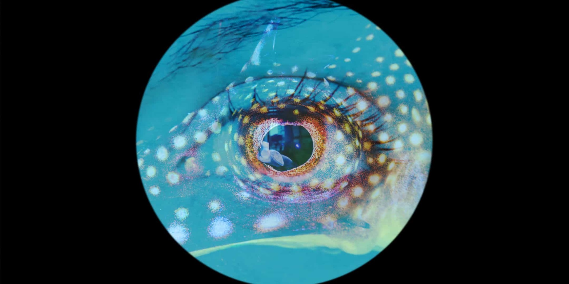 eye contact - seadragon. Image: Sylvana Alferez