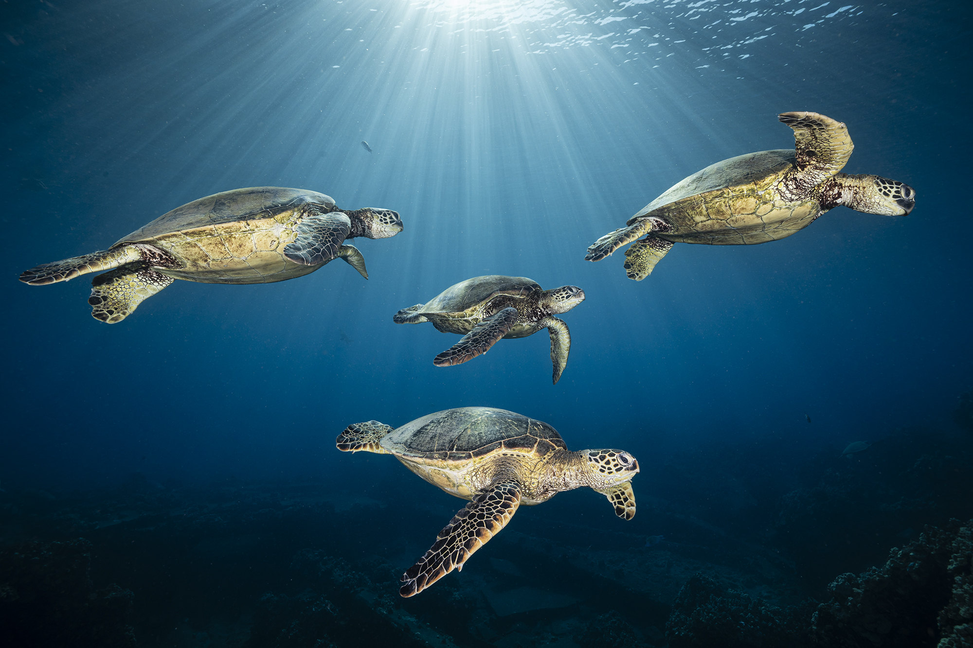 Four green sea turtles serenely swimming together under the sun’s rays in a single frame. Hawaii