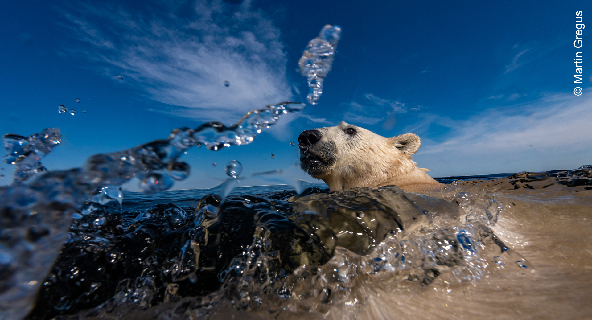 Ice bear as sea bear © Martin Gregus (Canada). 