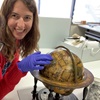 Paper conservator Katie Wood and the Blaeu Globe. Image: Kate Pentecost. 